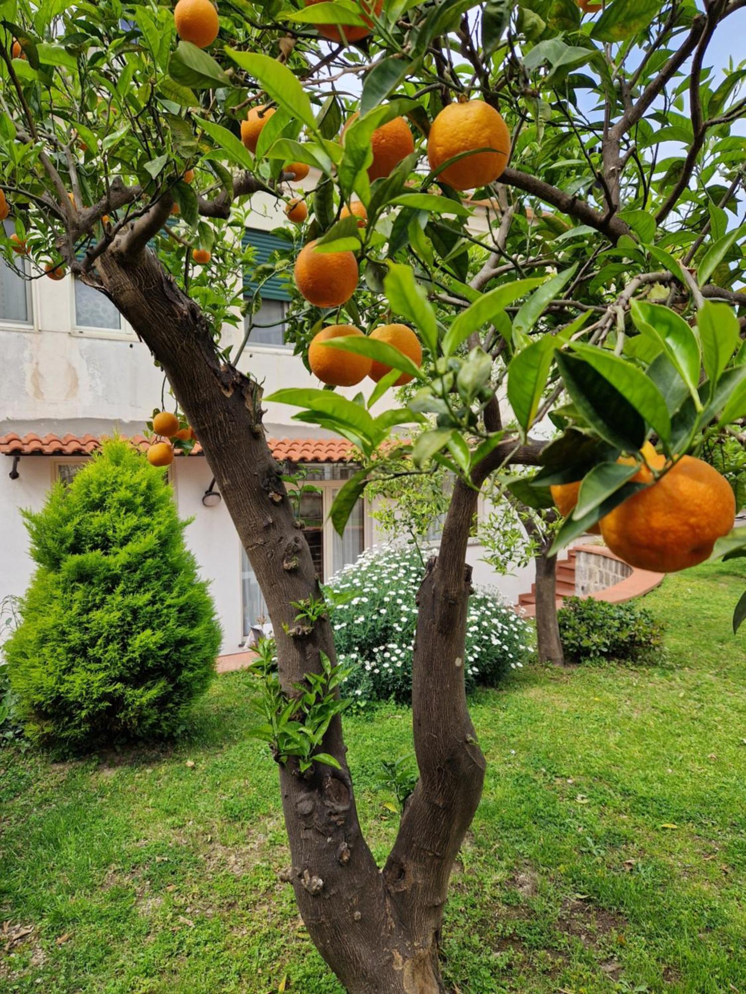 Il Giardino Dei Gigli Lägenhet Meta Exteriör bild